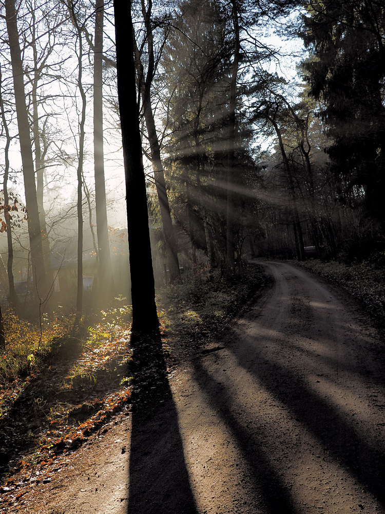 Waldweg im Gegenlicht