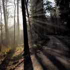 Waldweg im Gegenlicht