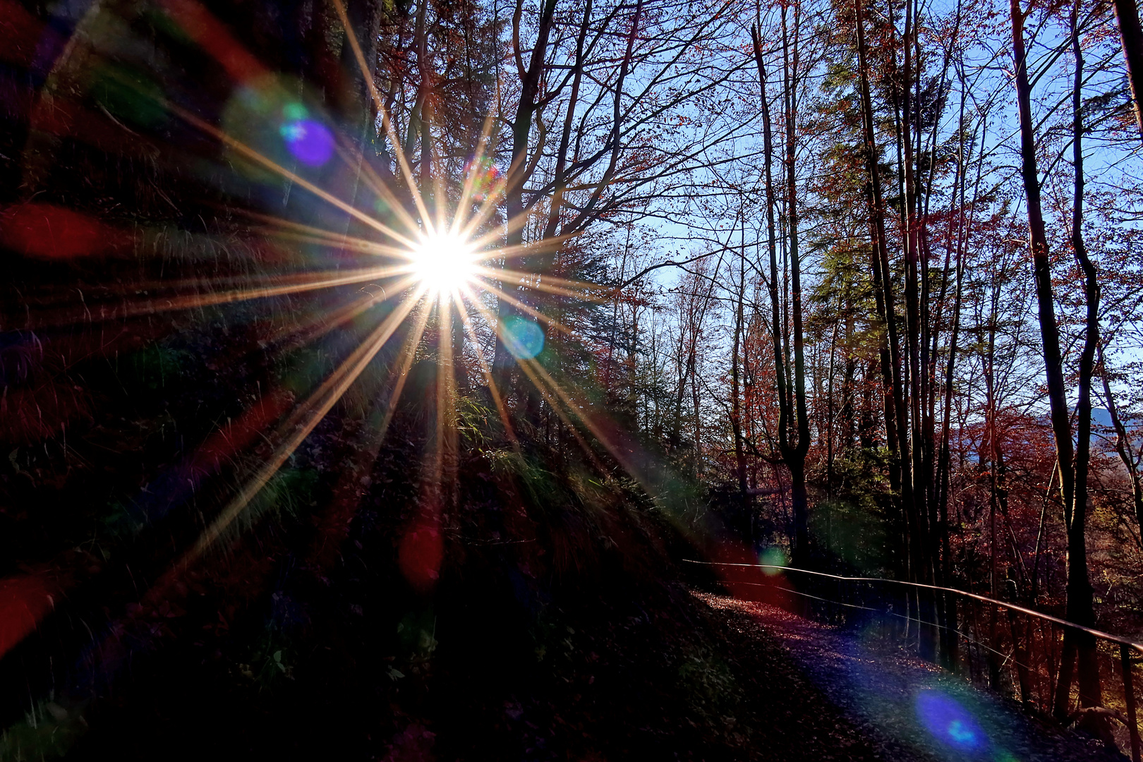 Waldweg im Gegenlicht