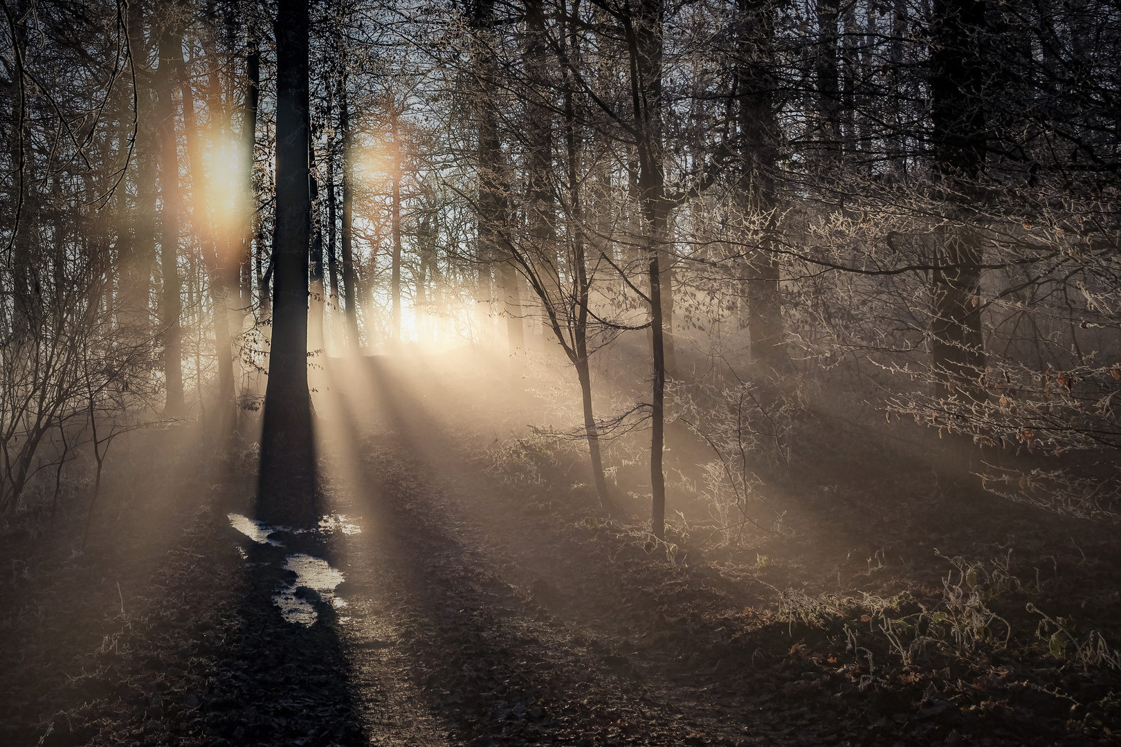 Waldweg im Gegenlicht