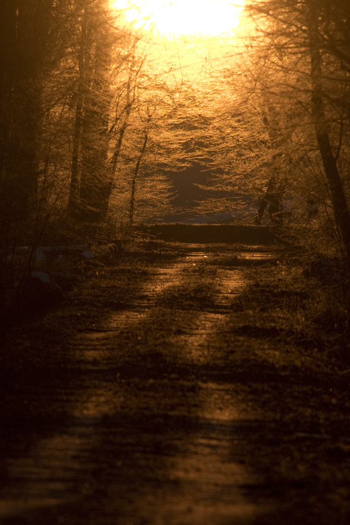 Waldweg im Gegenlicht