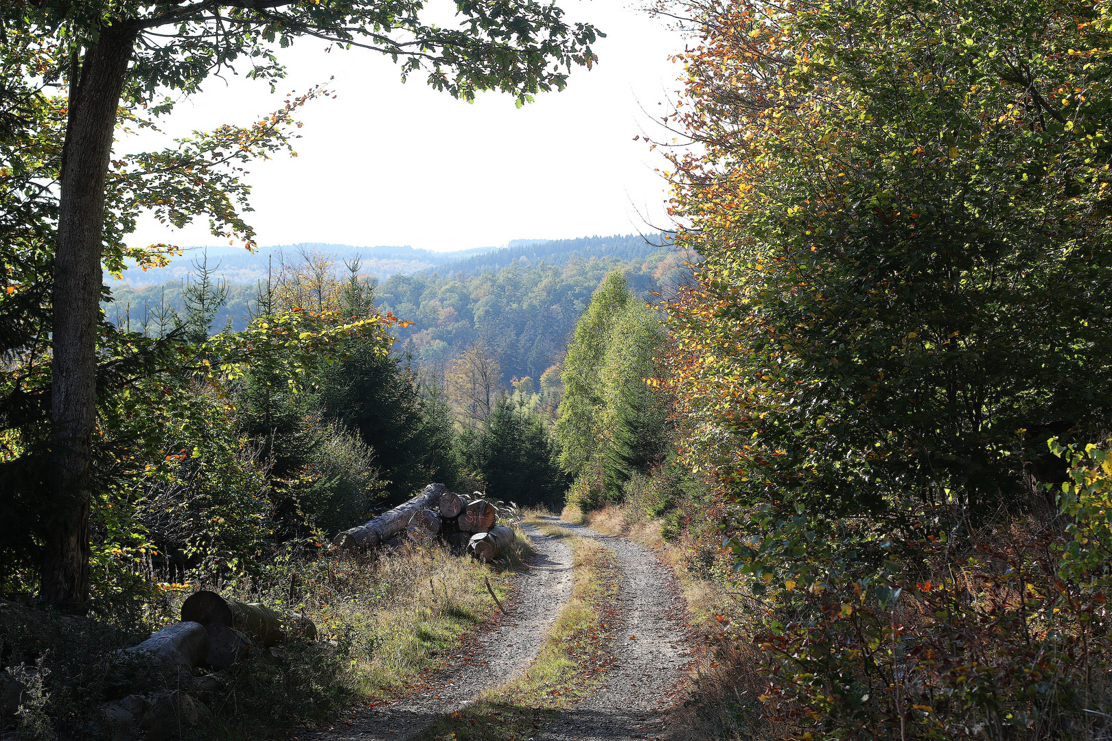 Waldweg im goldenen Oktober