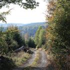 Waldweg im goldenen Oktober