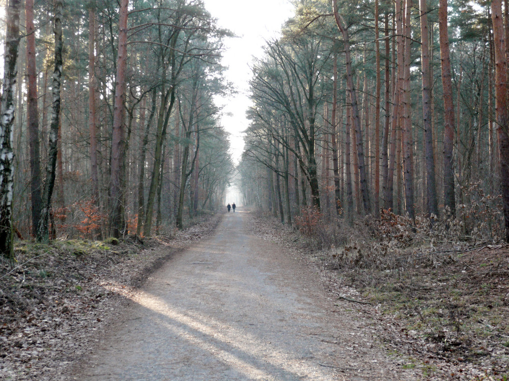 Waldweg im Grunewald