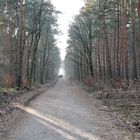 Waldweg im Grunewald