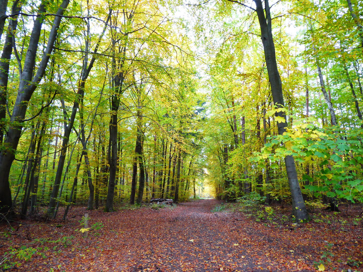 Waldweg im Herbst