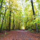 Waldweg im Herbst