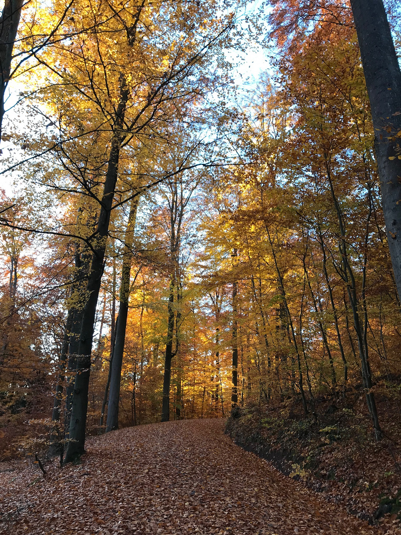 Waldweg im Herbst