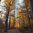 Waldweg im Herbst