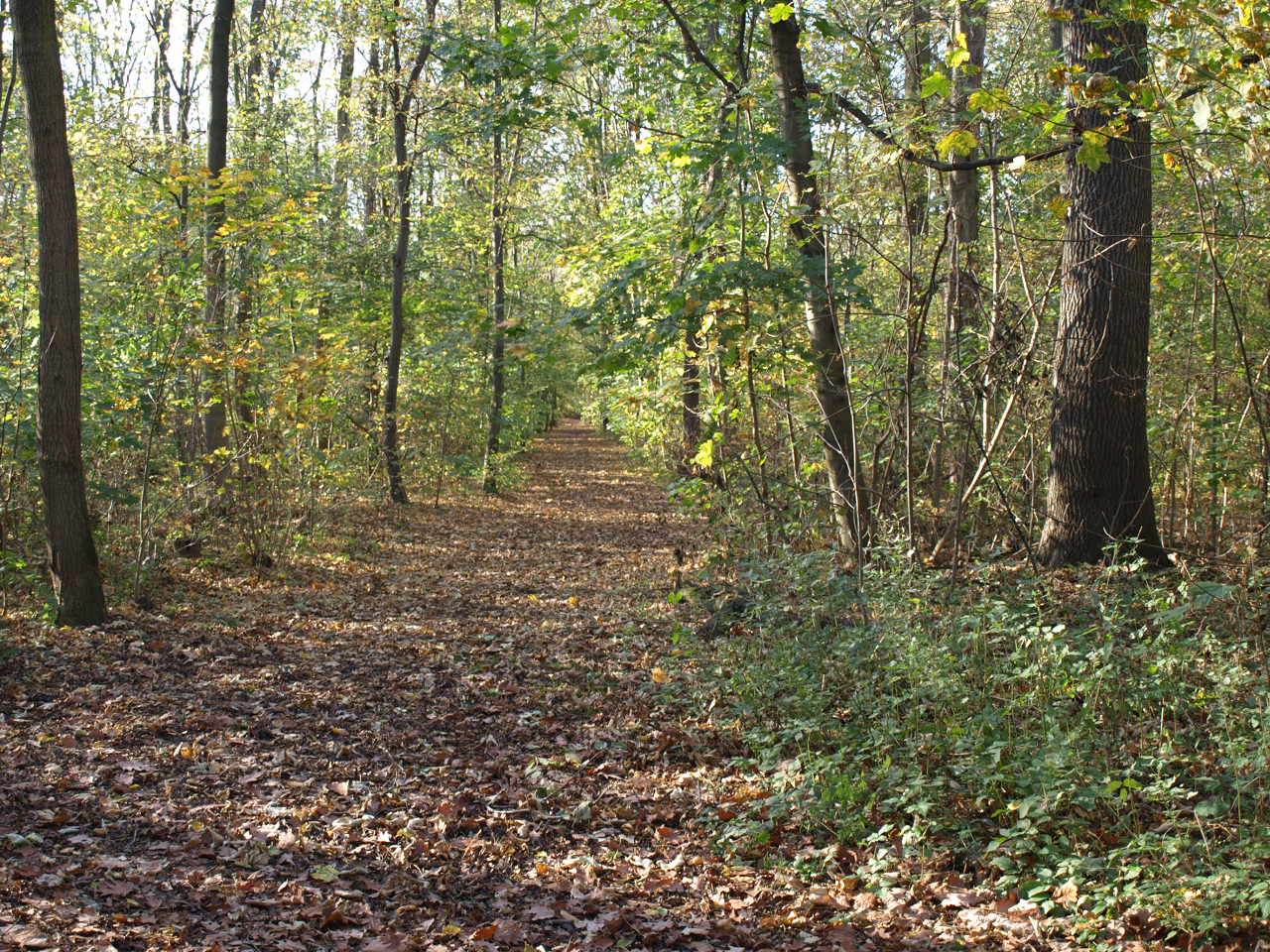 Waldweg im Herbst