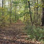 Waldweg im Herbst