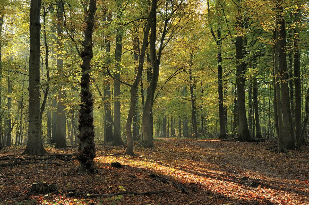 Waldweg im Herbst