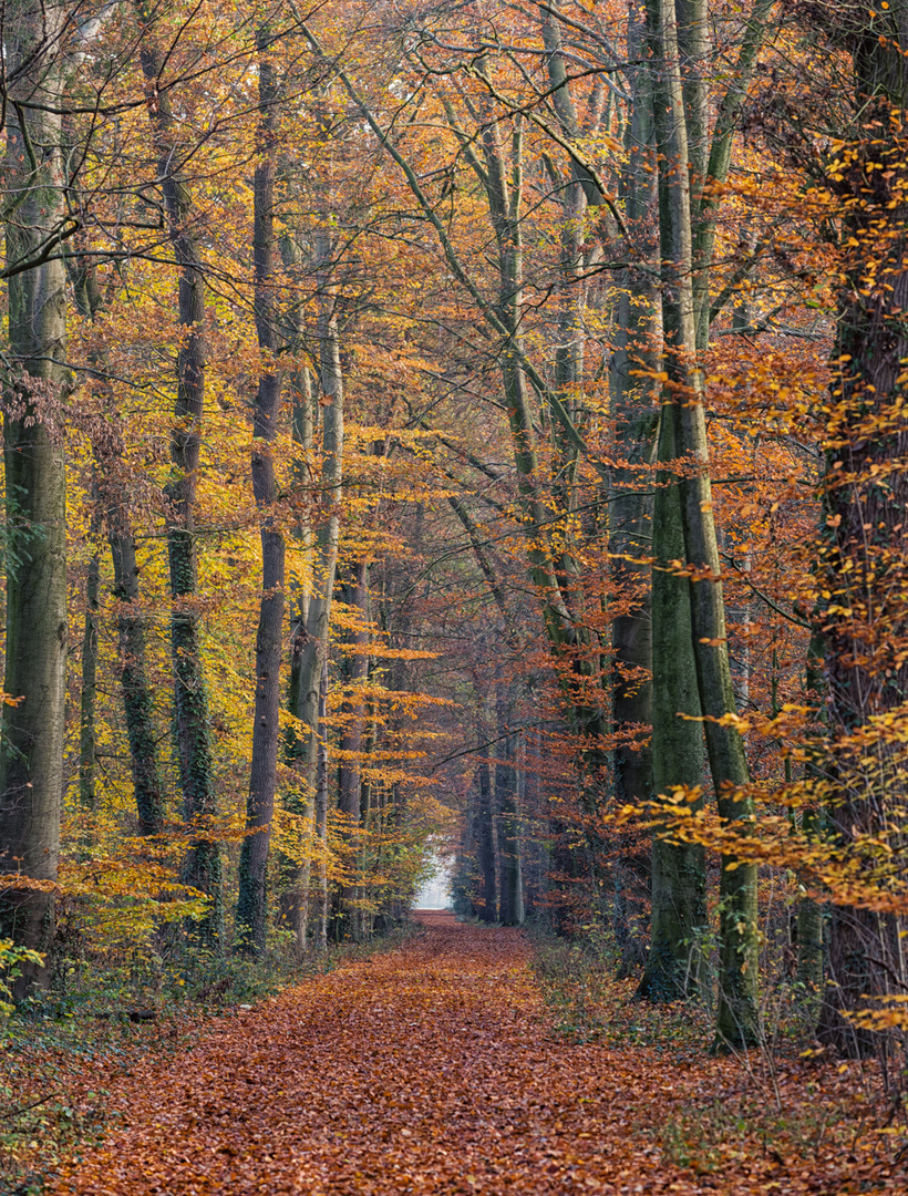 ___waldweg im herbst______