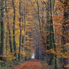 ___waldweg im herbst______