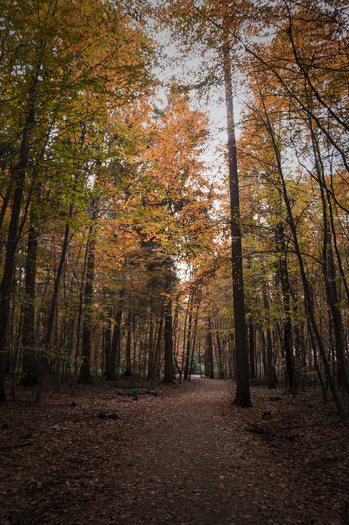 Waldweg im Herbst