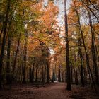 Waldweg im Herbst