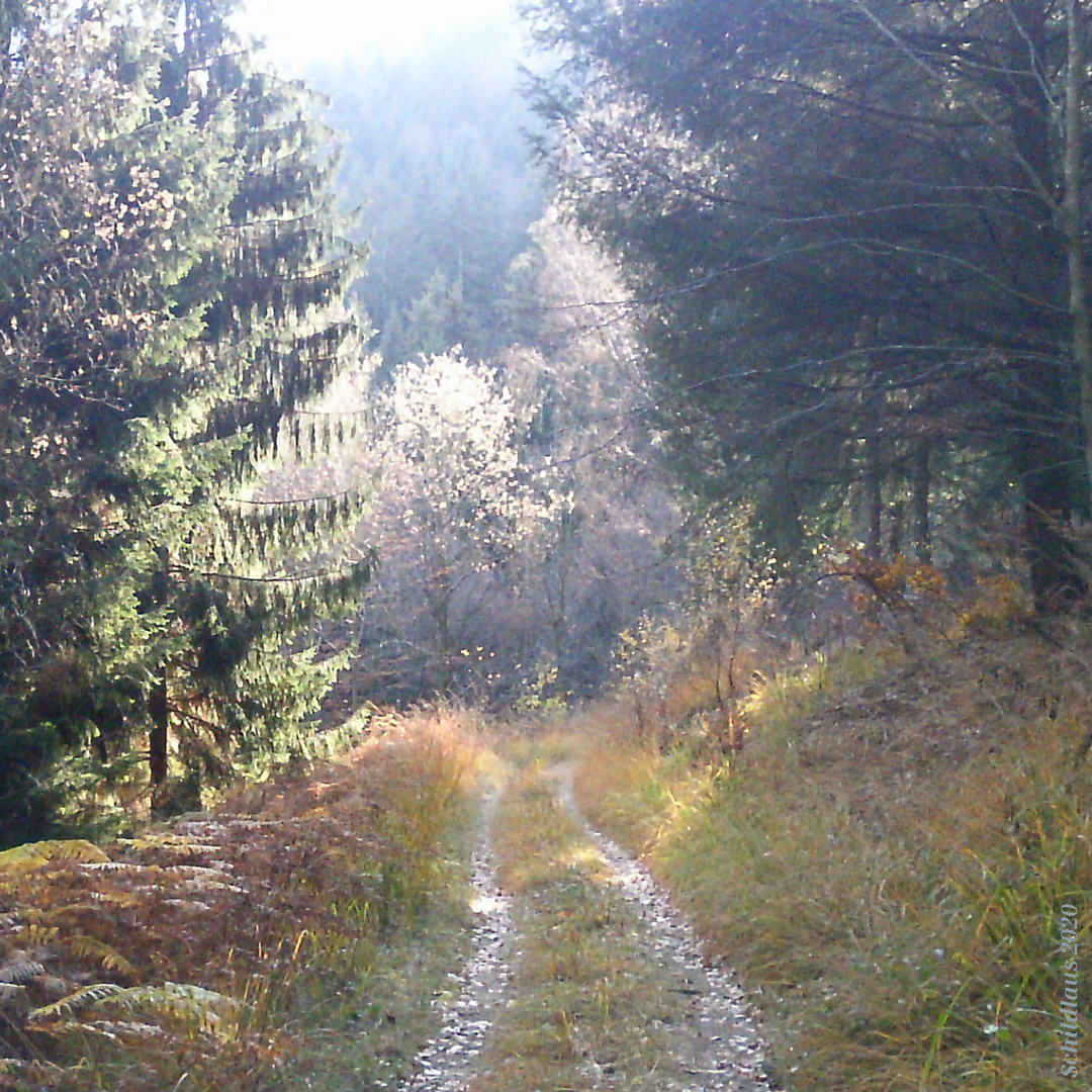 Waldweg im Herbst