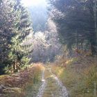 Waldweg im Herbst