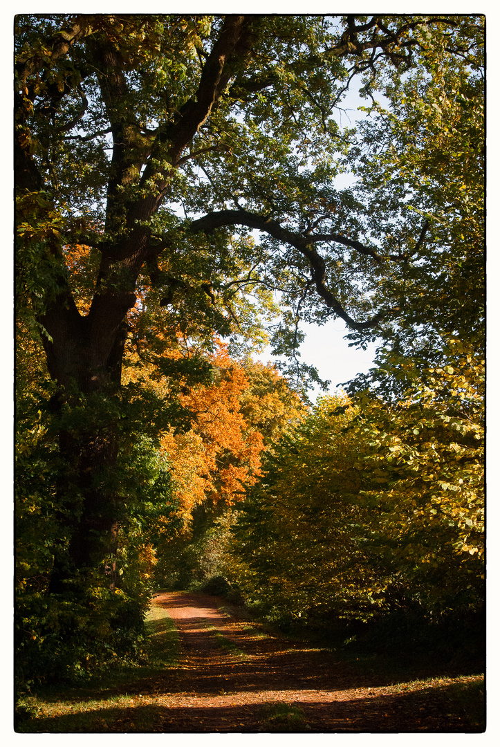 Waldweg im Herbst