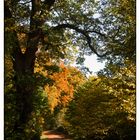 Waldweg im Herbst