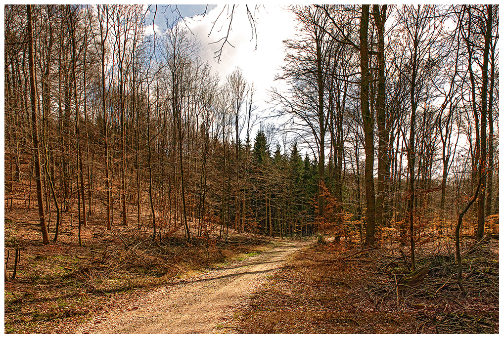 Waldweg im Herbst