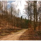 Waldweg im Herbst