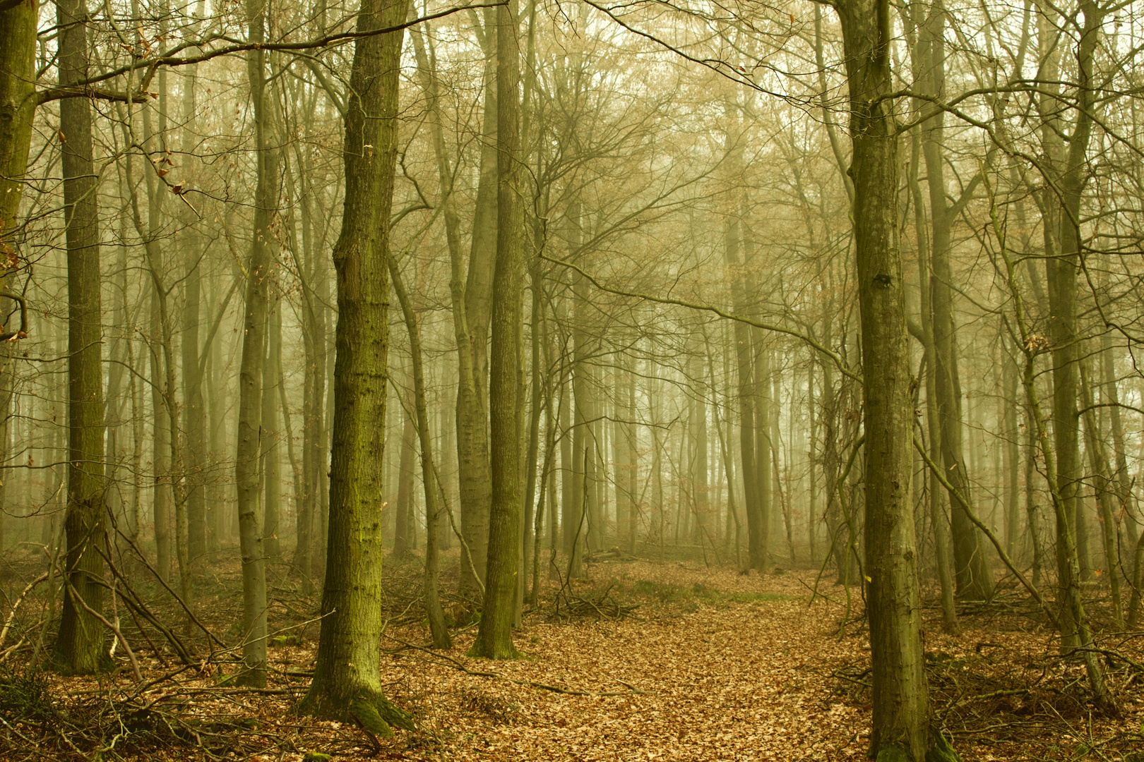 Waldweg im Herbst