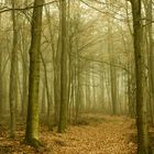 Waldweg im Herbst