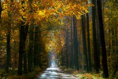 Waldweg im Herbst