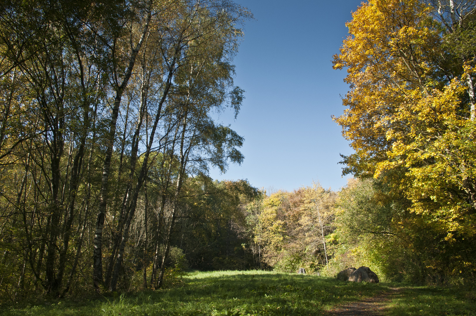 Waldweg im Herbst