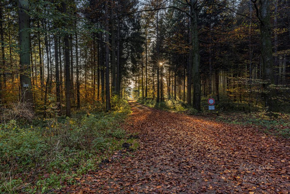 Waldweg im Herbst