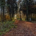 Waldweg im Herbst