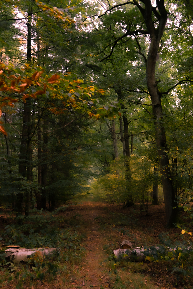 Waldweg im Herbst 