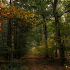 Waldweg im Herbst 