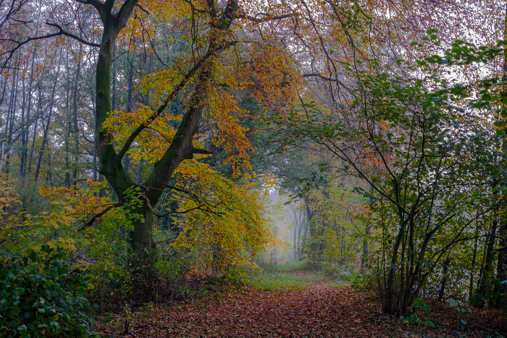 Waldweg im Herbst