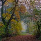 Waldweg im Herbst