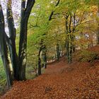 Waldweg im Herbst