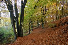 Waldweg im Herbst