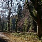 Waldweg im Herbst