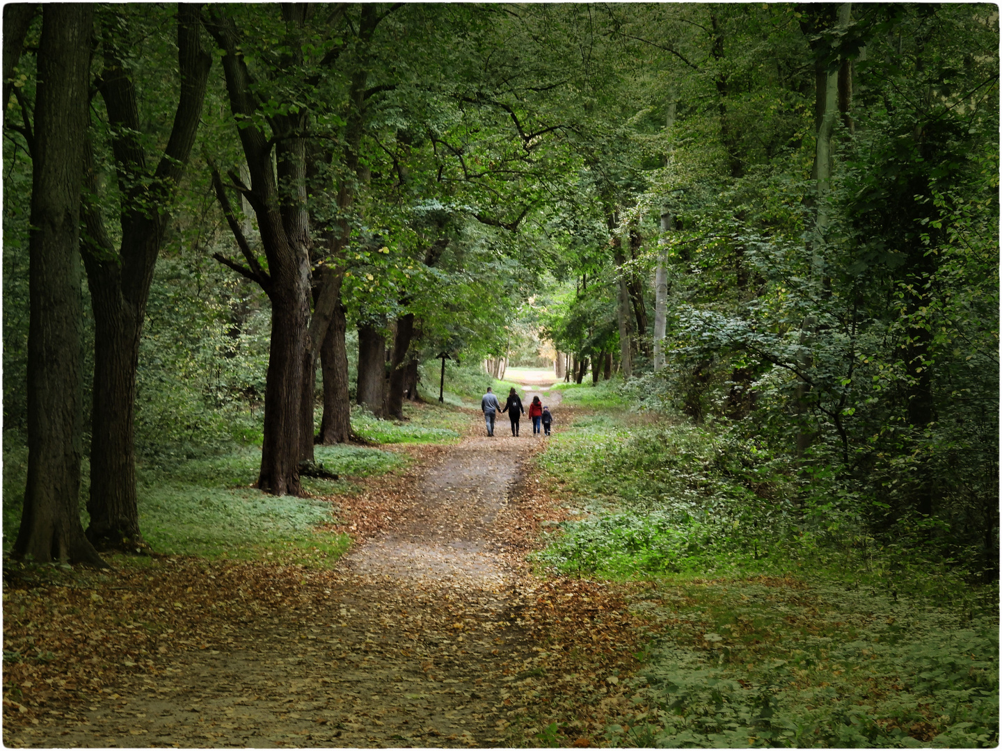 Waldweg im Herbst