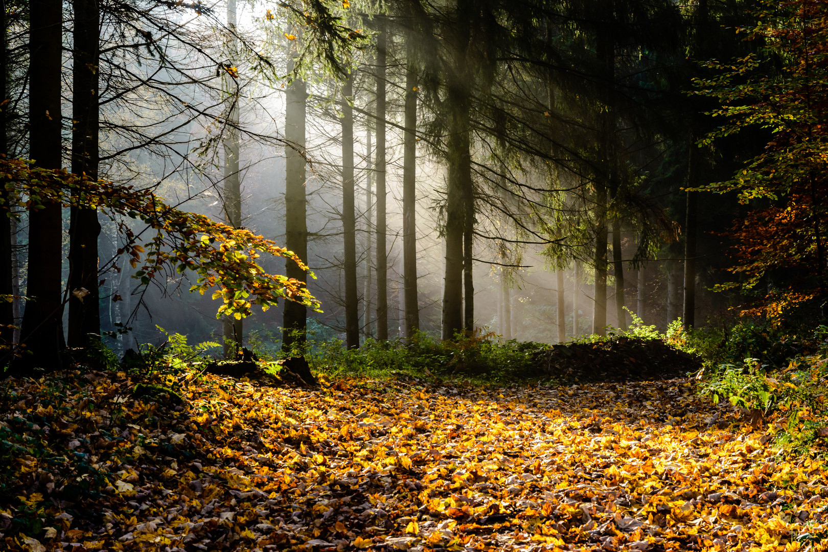 Waldweg im Herbst