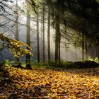 Waldweg im Herbst