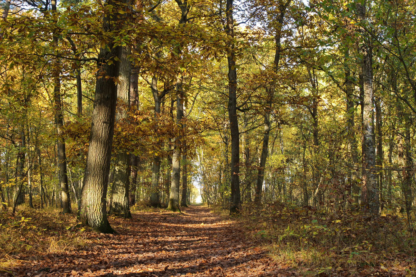 Waldweg im Herbst