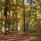 Waldweg im Herbst