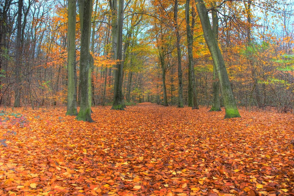 Waldweg im Herbst