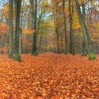 Waldweg im Herbst