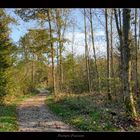 Waldweg im Herbst