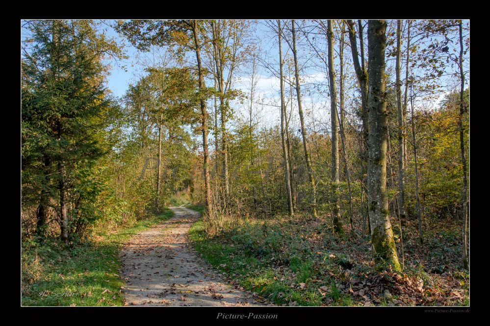 Waldweg im Herbst