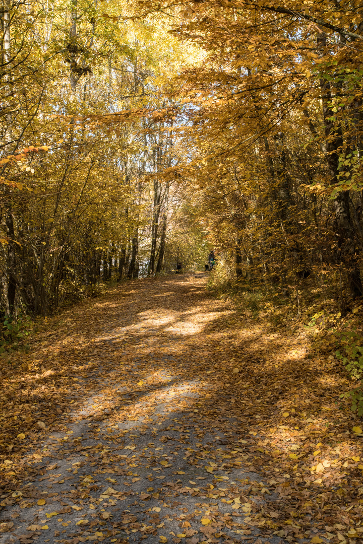 Waldweg im Herbst