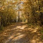 Waldweg im Herbst